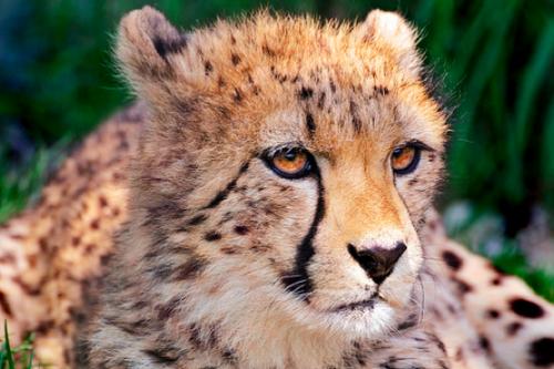 Guepardo. Se estima en 12,000 la cifra de guepardos en el mundo.