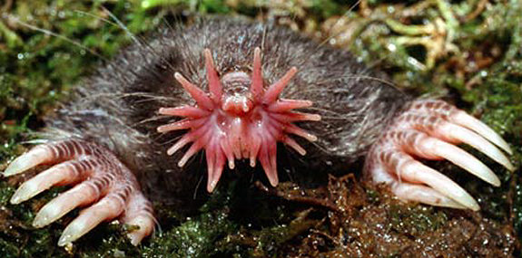 The Star Nosed Mole
