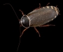 15 Cucaracha Conservation International