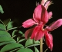 290 nuevas especies de plantas