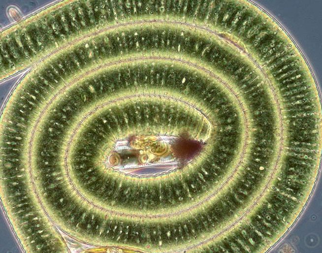 Probablemente uno de los organismos reconocibles más antiguos de la Tierra