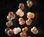Grupo de animales unicelulares que generan una estructura para proteger sus cuerpos gelatinosos
