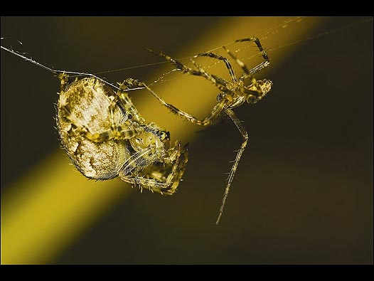 Una araña de jardín macho se aproxima a una hembra con la intención de aparearse. El acercamiento no tuvo éxito y ella lo mató. De Michael Hin