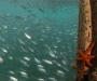 Peces en los arrecifes de coral de Raja Ampat, Indonesia