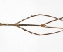 Phobaeticus chani. El insecto palo más largo conocido con 56,7 centímetros. Descubierto en la isla de Borneo.