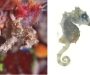Hippocampus satomiae. Caballito de mar pigmeo de Satomi, el más pequeño conocido (13,8mm). Descubierto en islas Derawan.