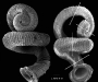 Opisthostoma vermiculum. Caracol dotado de un caparazón flexible, capaz de girar y enrollarse. Descubierto en Perak (Malasia).