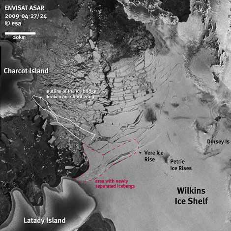 La plataforma Wilkins ha perdido 700 kilómetros cuadrados de hielo