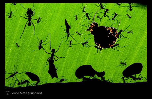 La maravilla de las hormigas